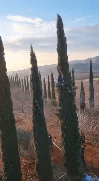 قوات الأمن الإسرائيلية تحاول إخلاء بؤرة تشيلو الإستيطانية والمستوطنون يتسلقون الأشجار