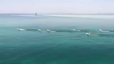 قطيع من الغزلان يعبر خليج العقبة من سيناء إلى تبوك السعودية 6 نوفمبر 2019