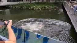 سفانتي بابو لحظة إعلان فوزه بجائزة نوبل للطب 3 أكتوبر 2022