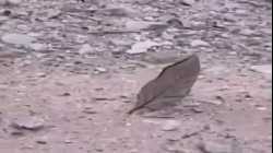 فراشة ورقة البلوط في آسيا الاستوائية، تفترس حشرة بإغلاق اجنحتها