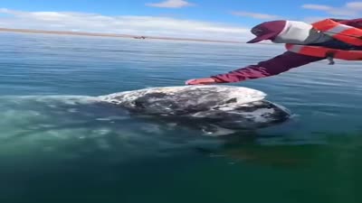 قبطان على قارب في بحيرة أوجو دوى ليبر، اعتاد على علاج هذا الحوت من قمل الحيتان.