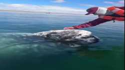 قبطان على قارب في بحيرة أوجو دوى ليبر، اعتاد على علاج هذا الحوت من قمل الحيتان.