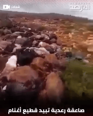 عاصفة رعدية تبيد قطيع أغنام في الشحات، الجبل الأخضر، ليبيا، أكتوبر 2021