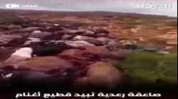 عاصفة رعدية تبيد قطيع أغنام في الشحات، الجبل الأخضر، ليبيا، أكتوبر 2021