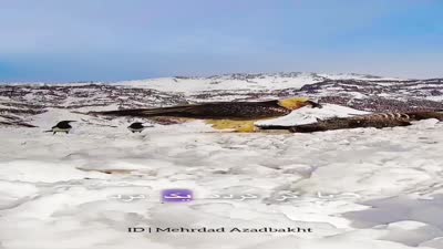 كاسر العظام أو العقاب الملتحي