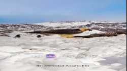 كاسر العظام أو العقاب الملتحي