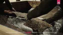 أكبر جمجمة ديناصور مُكتشَفة تعرض في الدنمارك