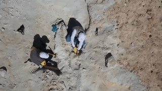 اكتشاف حوت منقرض في منطقة الجوف، السعودية، يونيو 2021