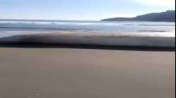 أخطبوط عملاق عثر عليه على إحدى شواطئ لومبوك، إندونيسيا، 3 يونيو 2024