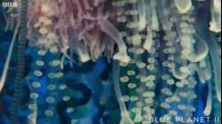 كيف تلدغ البارجة البرتغالية فريستها ثم تلتهمها.