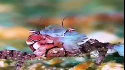 سرطانات تتعايش مع شقائق النعمان البحرية