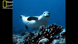 فقمة الراهب المتوسطية على الشواطيء السورية، مايو 2022