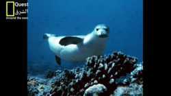 فقمة الراهب المتوسطية على الشواطيء السورية، مايو 2022