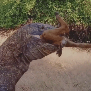 تنين كومودو ينال من فريسته