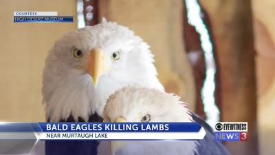 Officials Bald eagles kill 54 sheep at farm in Idaho, June 2021