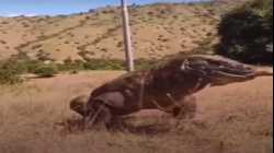 تنين كومودو يلتهم إحدى فرائسه