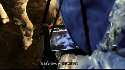Dawei veterinary ultrasound S1