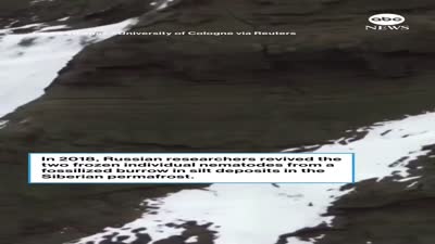 إعادة إحياء ديدان عمرها 46000 عام