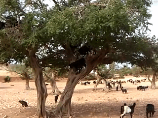 الماعز تتسلق شجرة أرجان في المغرب