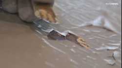 الخطوط الجوية القطرية تنشر لقطات مصورة لندوب على أسطح طائرات إيرباص في ظل تصاعد الخلاف مع الشركة