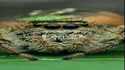 هكذا يصور تيبور مولنار صور ماكرو للحشرات.