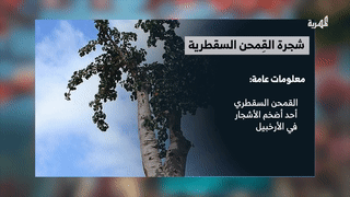 شجرة القمحن السقطرية