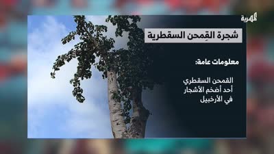 شجرة القمحن السقطرية