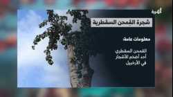 شجرة القمحن السقطرية