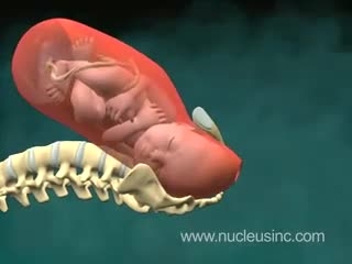 تطور الجنين