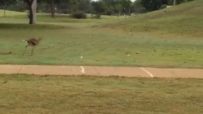 طائر المقنزع أحمر الرجل يلهو بكرة جولف